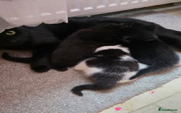 Domestic Shorthair cats for sale: Kittens for sale  - Image 10
