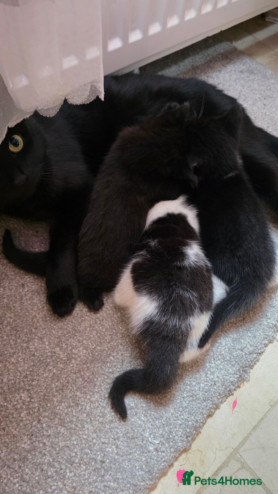 Domestic Shorthair cats for sale: Kittens for sale  - Image 10