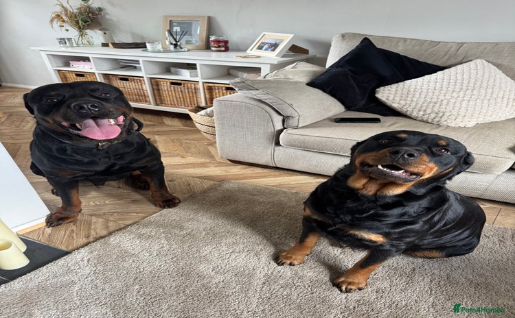 Rottweiler dogs - Advert 1