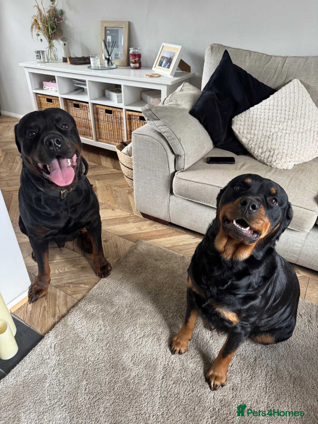 Rottweiler dogs for sale: Rottweiler one off Beautiful Litter - Image 1