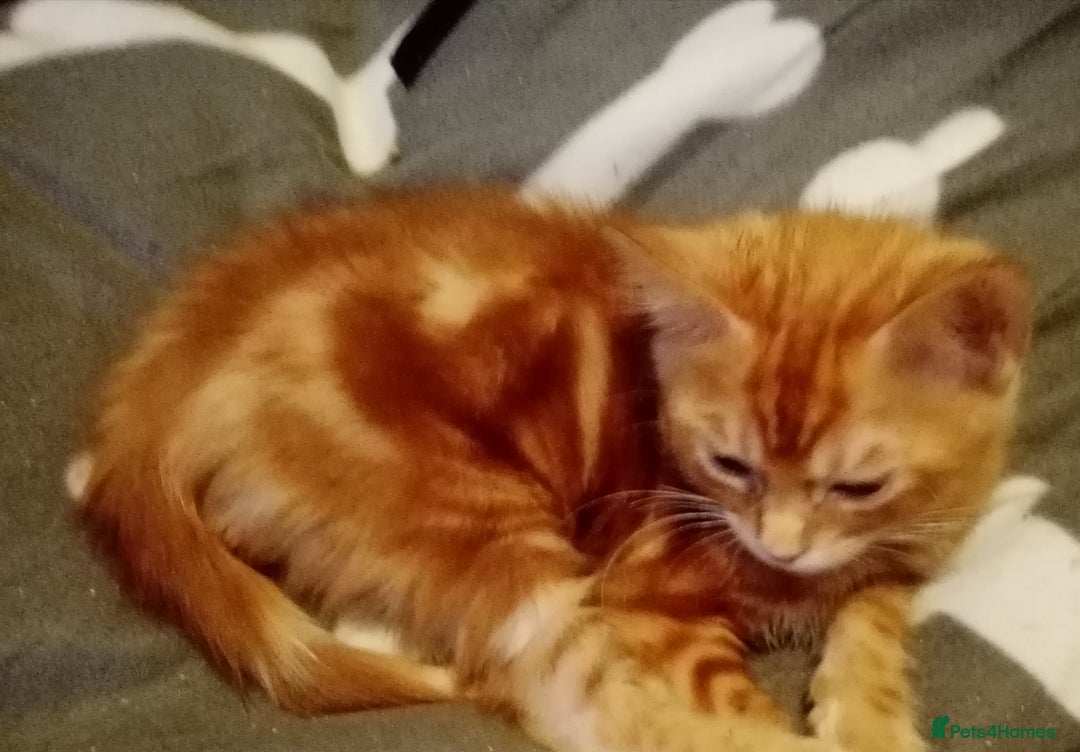 Mixed Breed cats for sale: Cute and Playful Kittens - Advert 12