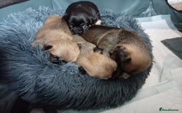 Mixed Breed dogs for sale: Pug x Shih Tzu Pug zu shih pug puppies - Image 21