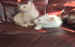 Mixed Breed cats for sale: Two ginger boys and one Flame point - Image 21