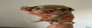 English Bulldog 5