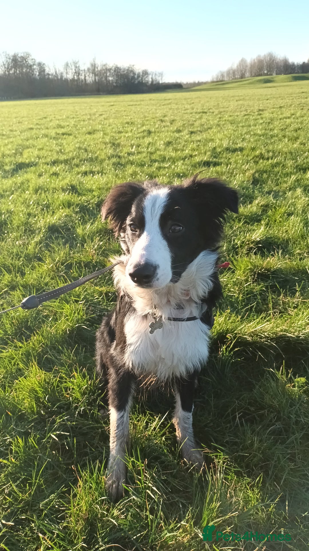 Border Collie dogs for sale: BaileyBoy - Advert 1
