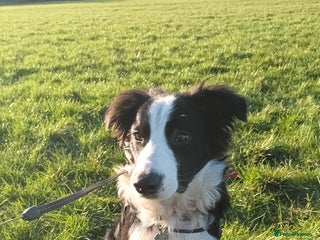Border Collie dogs BaileyBoy - Advert 1
