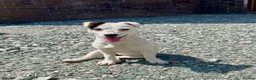 Jack Russell dogs for sale: Jack russel 1year old female - Advert 1