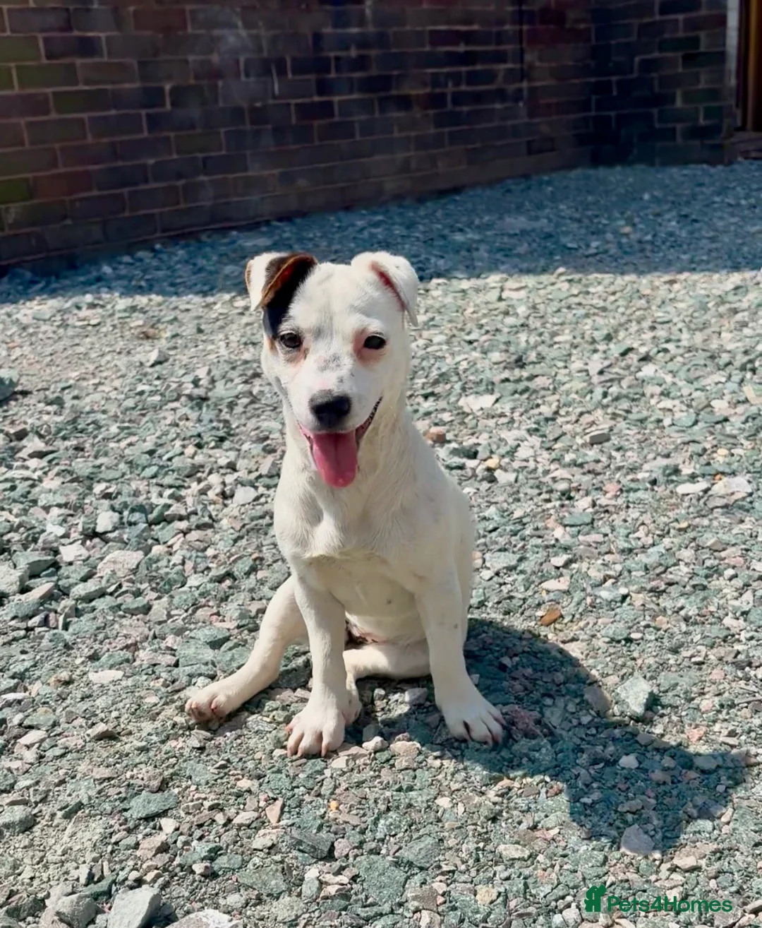 Jack Russell dogs for sale: Jack russel 1year old female - Advert 1