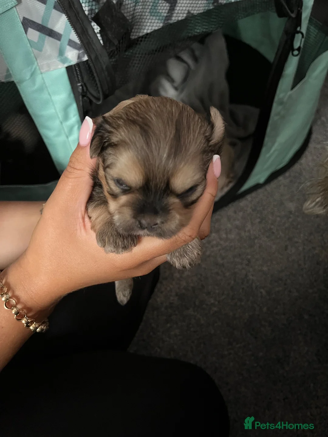 Shih Tzu dogs for sale: Tiny Shih Tzu’s in Leicester - Advert 2
