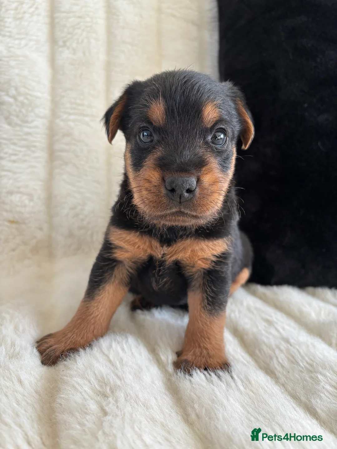 Lakeland Terrier dogs for sale: Lakeland terrier pups  - Advert 4