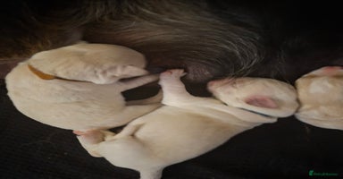 Mixed Breed dogs - Advert 12