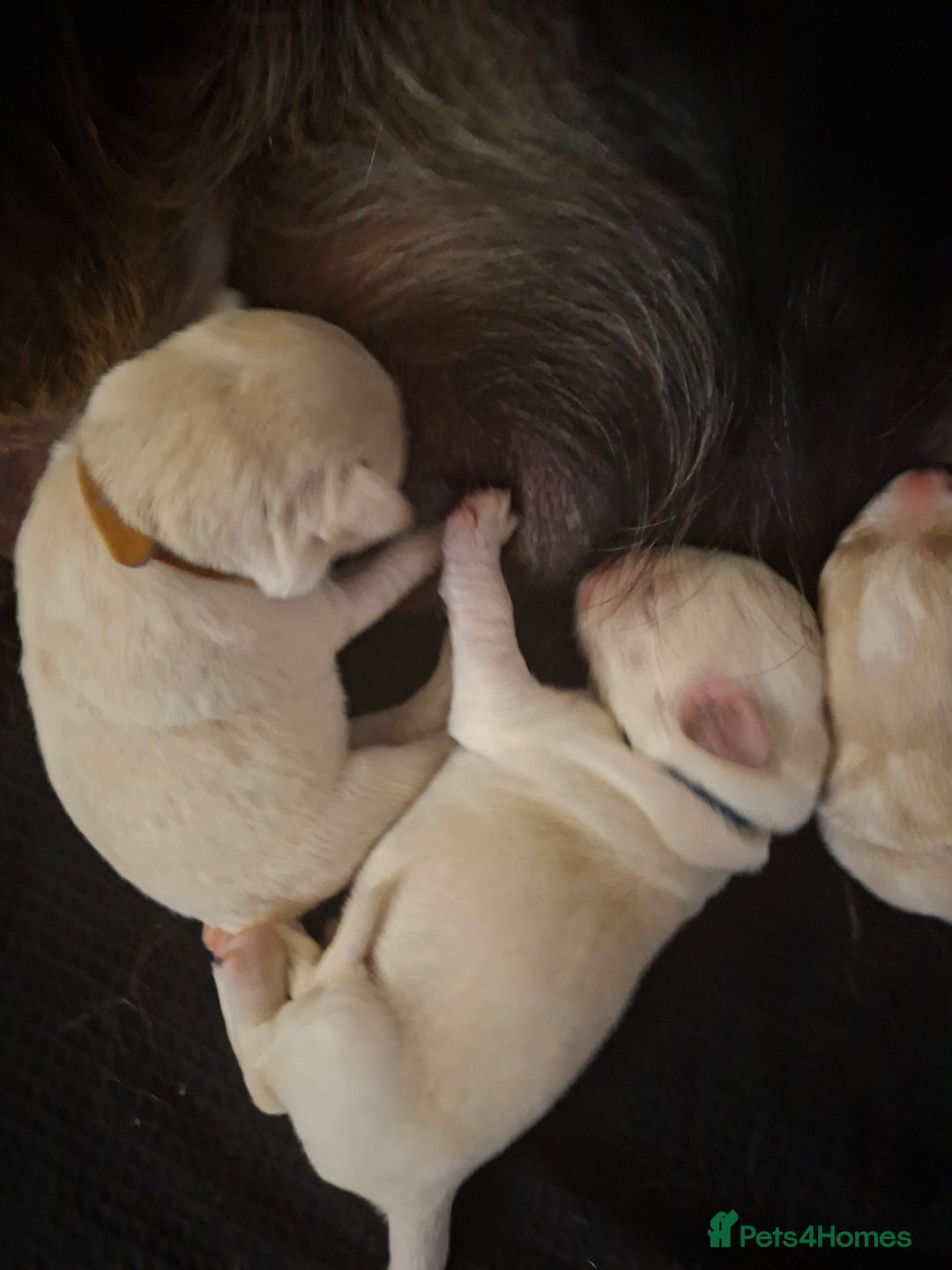 Mixed Breed dogs for sale: 9 f1 border retreiver pups  - Image 3
