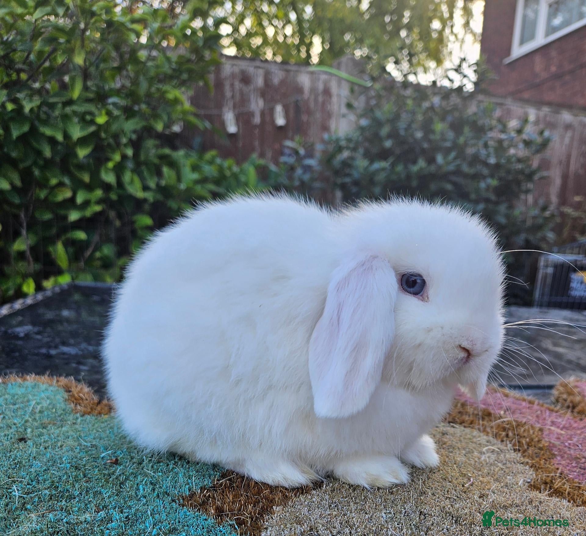 Mini Lop rabbits for sale: Baby mini lop rabbit 1 male - Advert 14