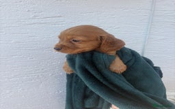 Cocker Spaniel dogs for sale: Cocker spaniel puppys - Image 6