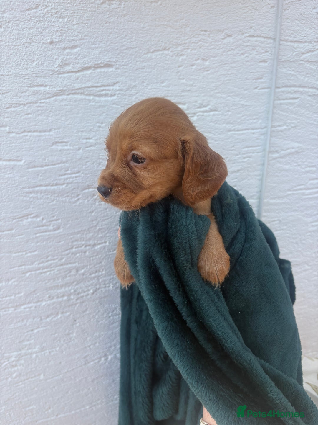 Cocker Spaniel dogs for sale: Cocker spaniel puppys - Image 6