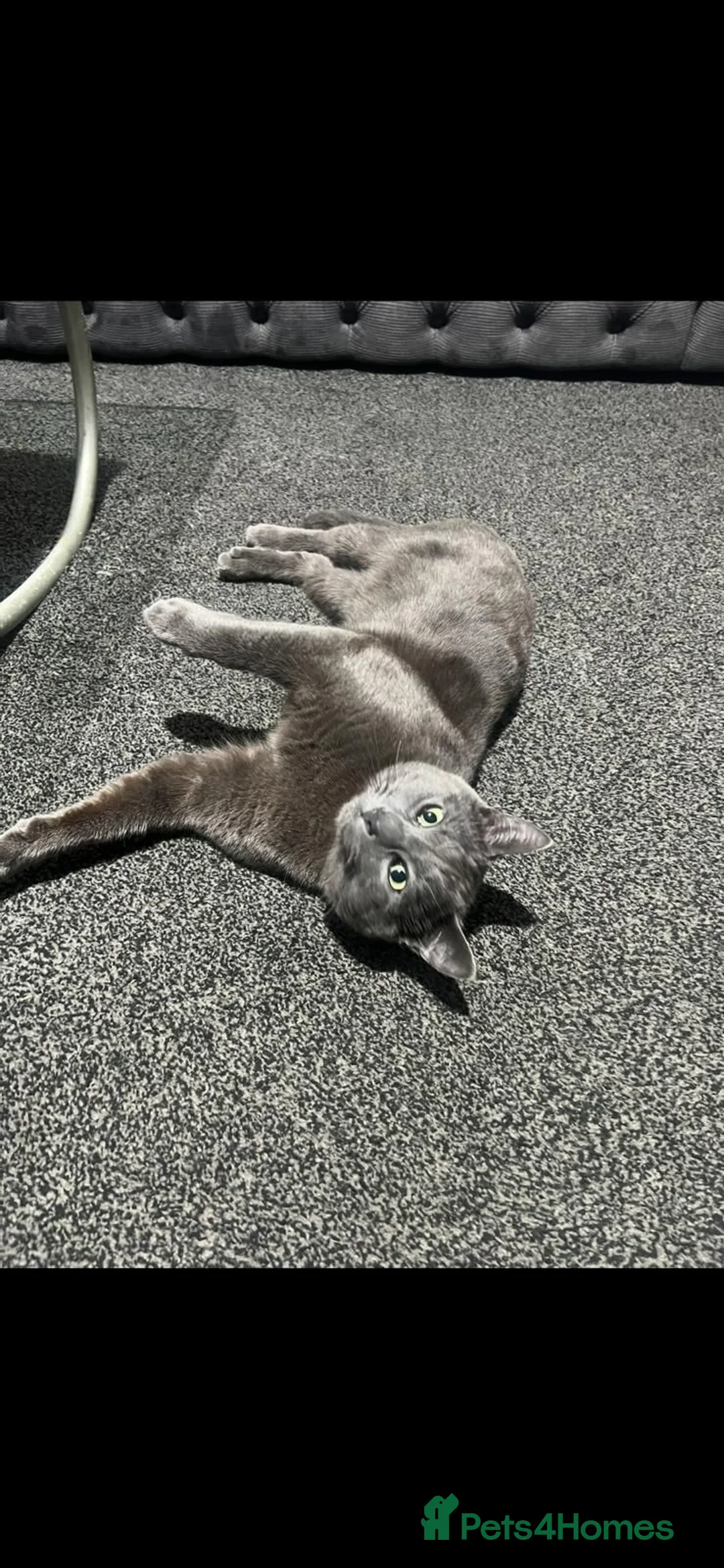 British Shorthair cats for sale: British shorthair/domestic shorthair in Bradford - Advert 3