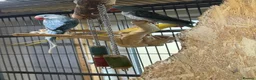 Parrots birds for sale: Blue male and female alexandrine for sale - Advert 2