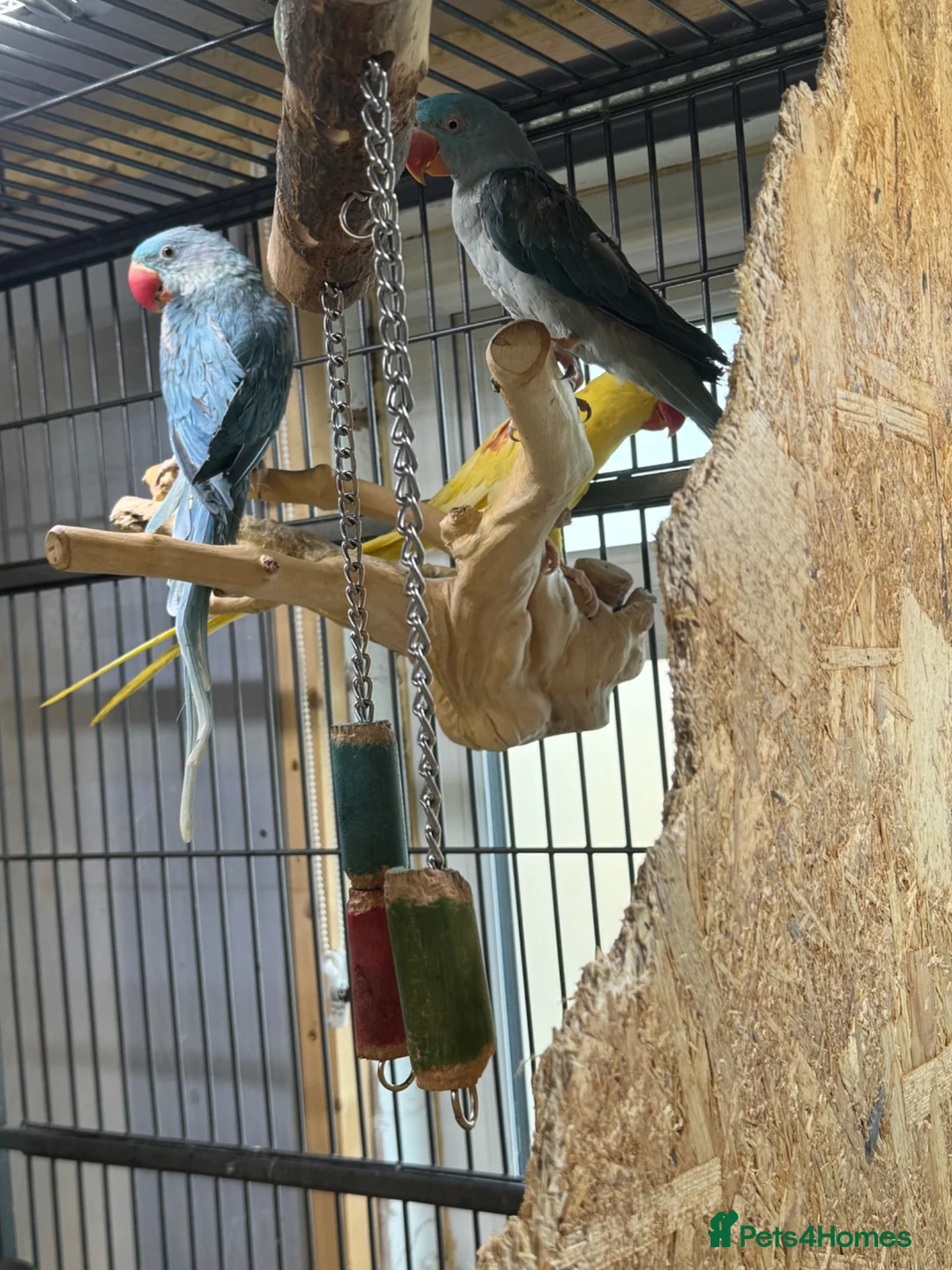 Parrots birds for sale: Blue male and female alexandrine for sale - Advert 2