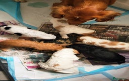 Mixed Breed dogs for sale: Stunning health tested sprollie x cocker  - Image 18