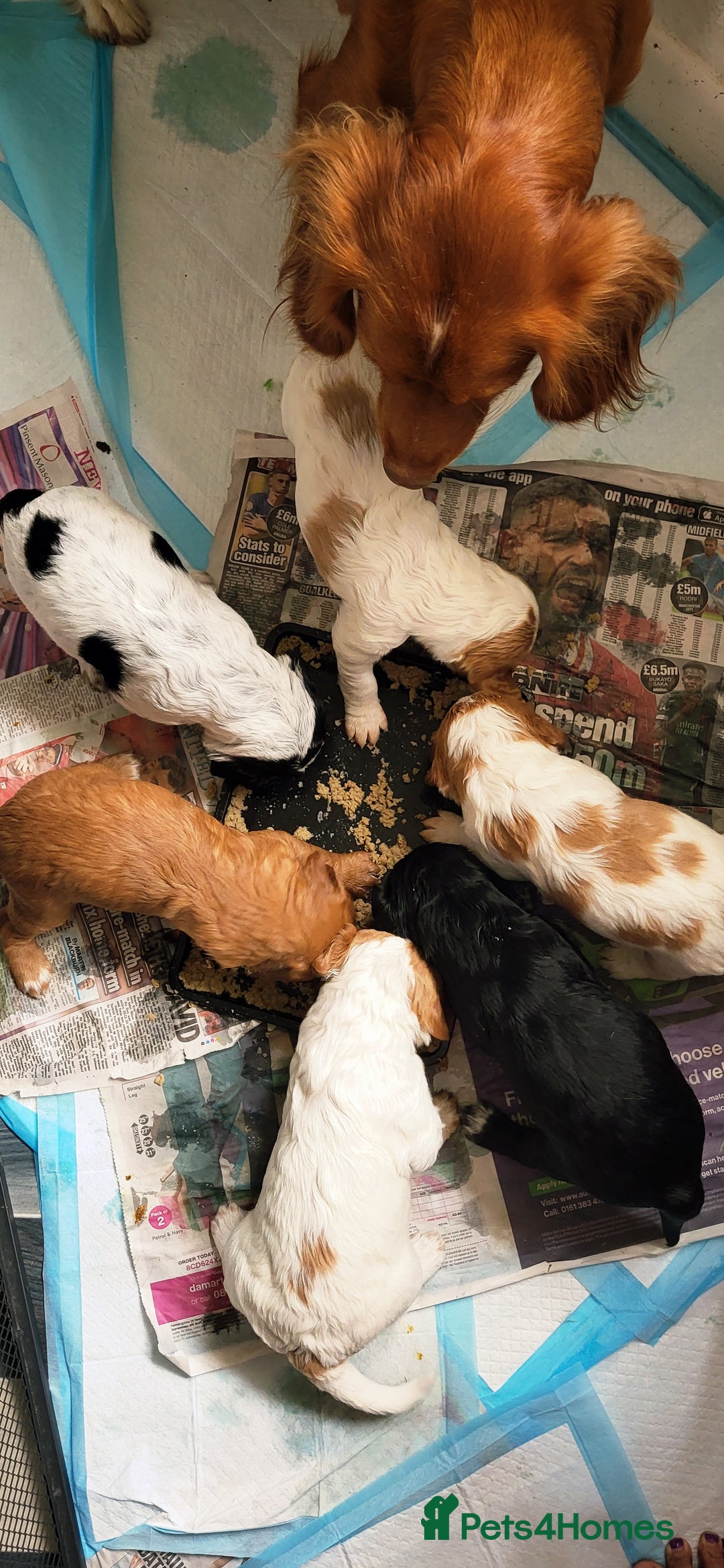 Mixed Breed dogs for sale: Stunning health tested sprollie x cocker  - Image 18