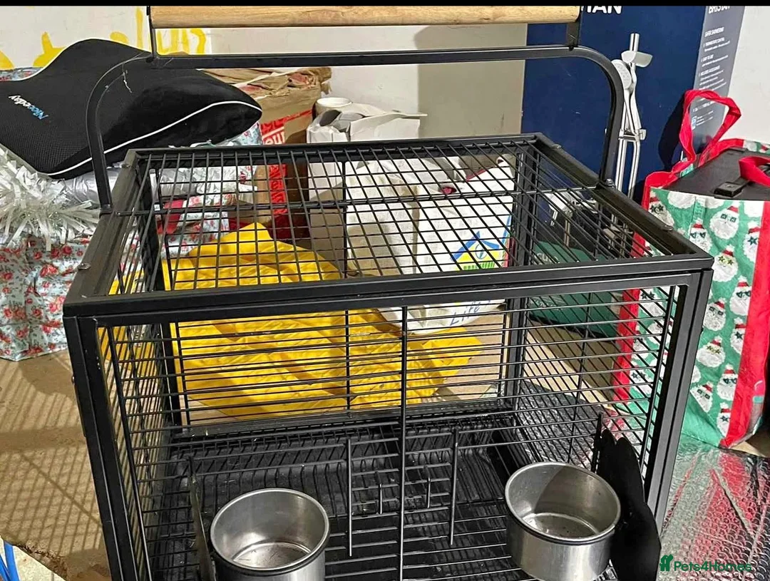 Ringnecks birds for sale: Indian ring neck  - Advert 7