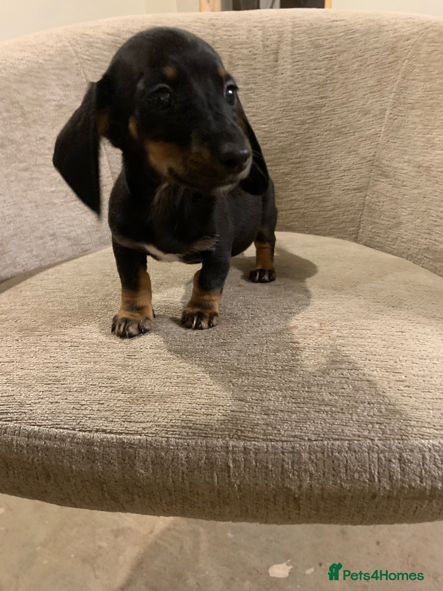 Miniature Dachshund dogs for sale: 💙💙**1 black/tan boy remaining 💙💙*** - Advert 1