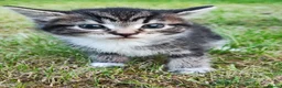 Tibetan cats for sale: Kitten's for sale  - Advert 6