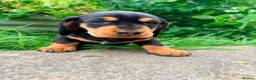 Dachshund dogs for sale: KC Registered wirehaired dachshund teckel puppies - Advert 2