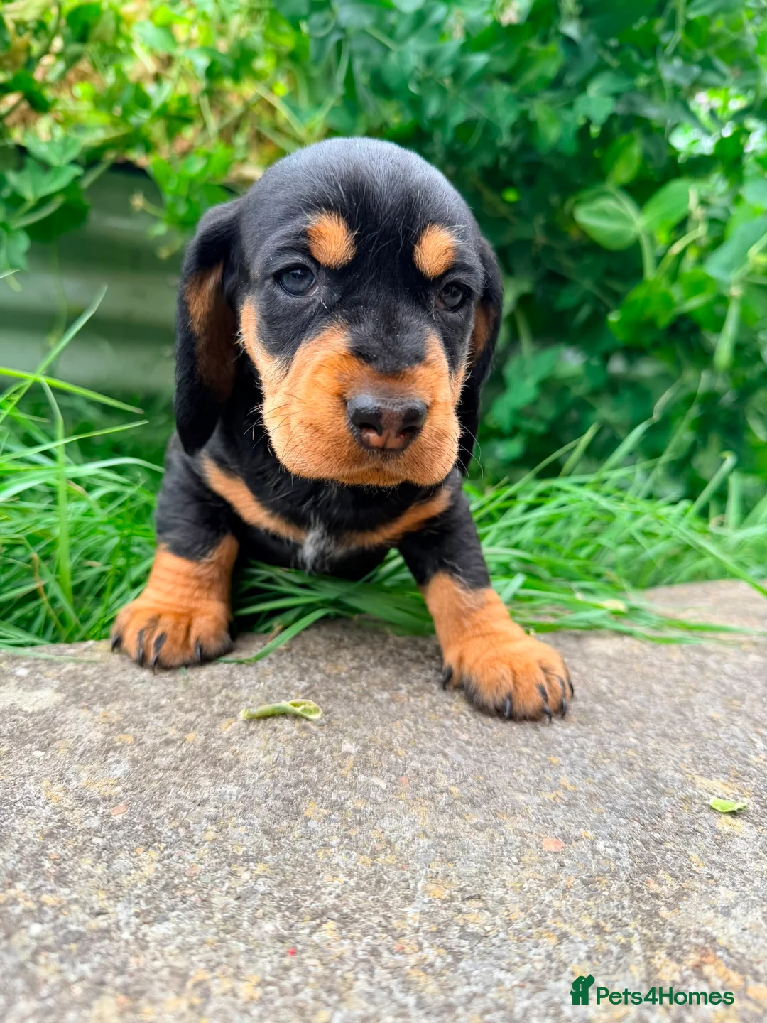 Dachshund dogs for sale: KC Registered wirehaired dachshund teckel puppies - Advert 2