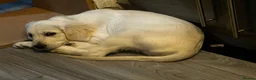 Golden Retriever dogs for sale: 2 golden retriever puppies ready for a new home - Advert 7