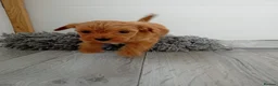 Cavapoo dogs for sale: Rare Asian poodle x Cavapoo puppies  in Canvey Island - Advert 2