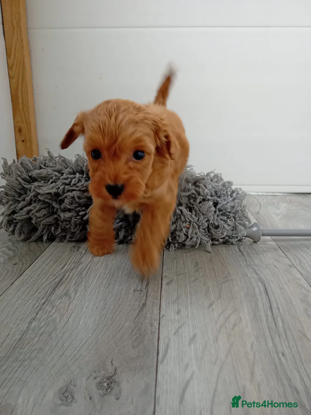 Cavapoo dogs for sale: Rare Asian poodle x Cavapoo puppies  in Canvey Island - Advert 2