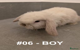 Mini Lop rabbits for sale: Exceptional Mini-Lops. Collect from: 25th October - Image 14