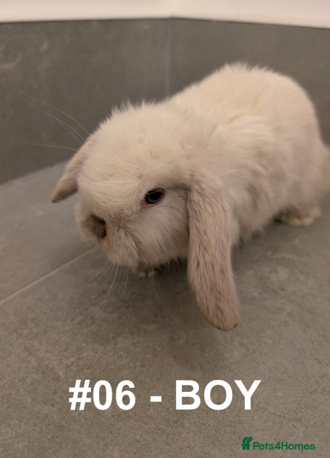 Mini Lop rabbits for sale: Exceptional Mini-Lops. Collect from: 25th October - Image 14