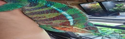 Chameleon reptiles for sale: Blue Ambanja Panther chameleons  in Northolt - Advert 10
