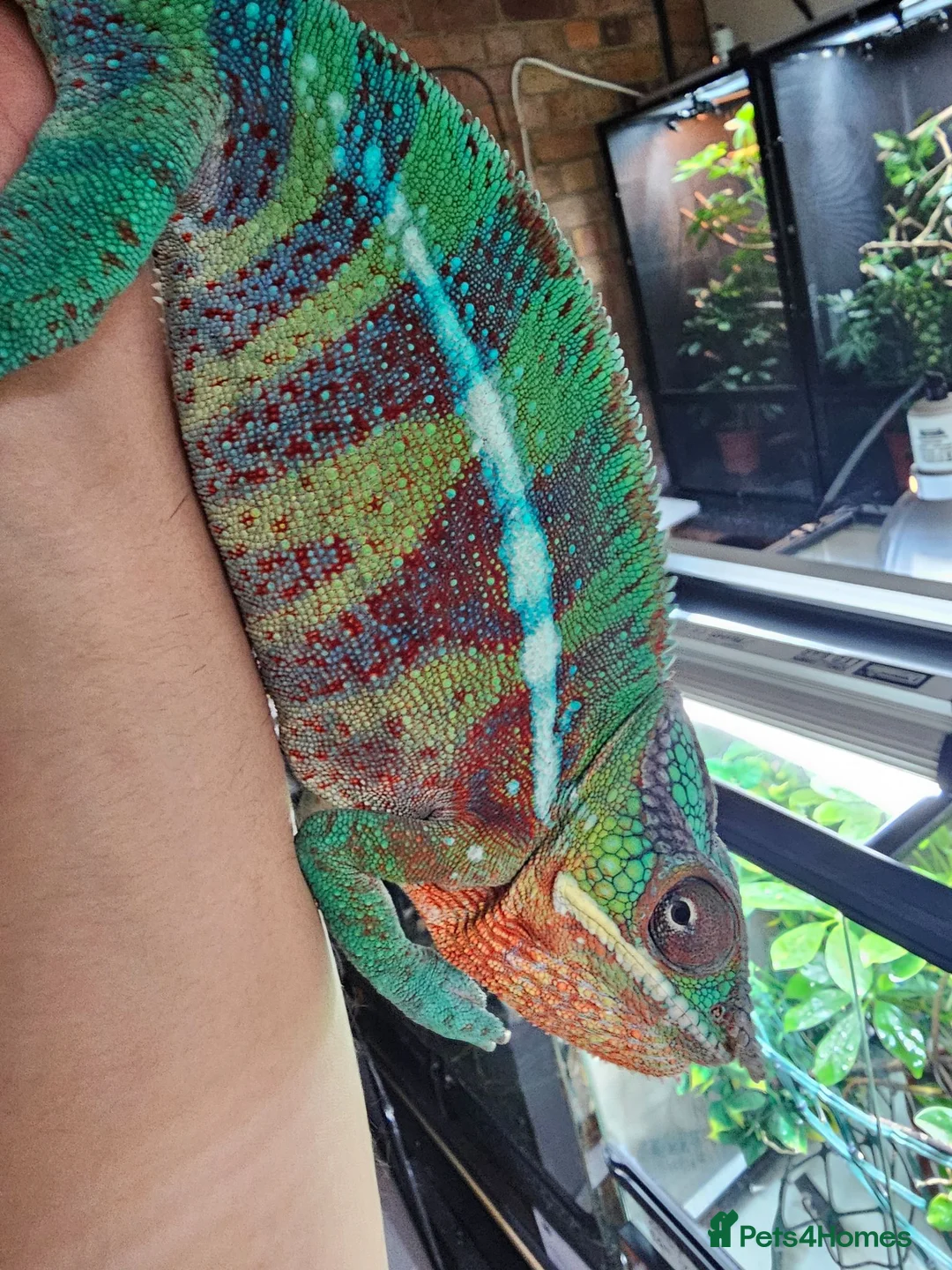 Chameleon reptiles for sale: Blue Ambanja Panther chameleons  in Northolt - Advert 10
