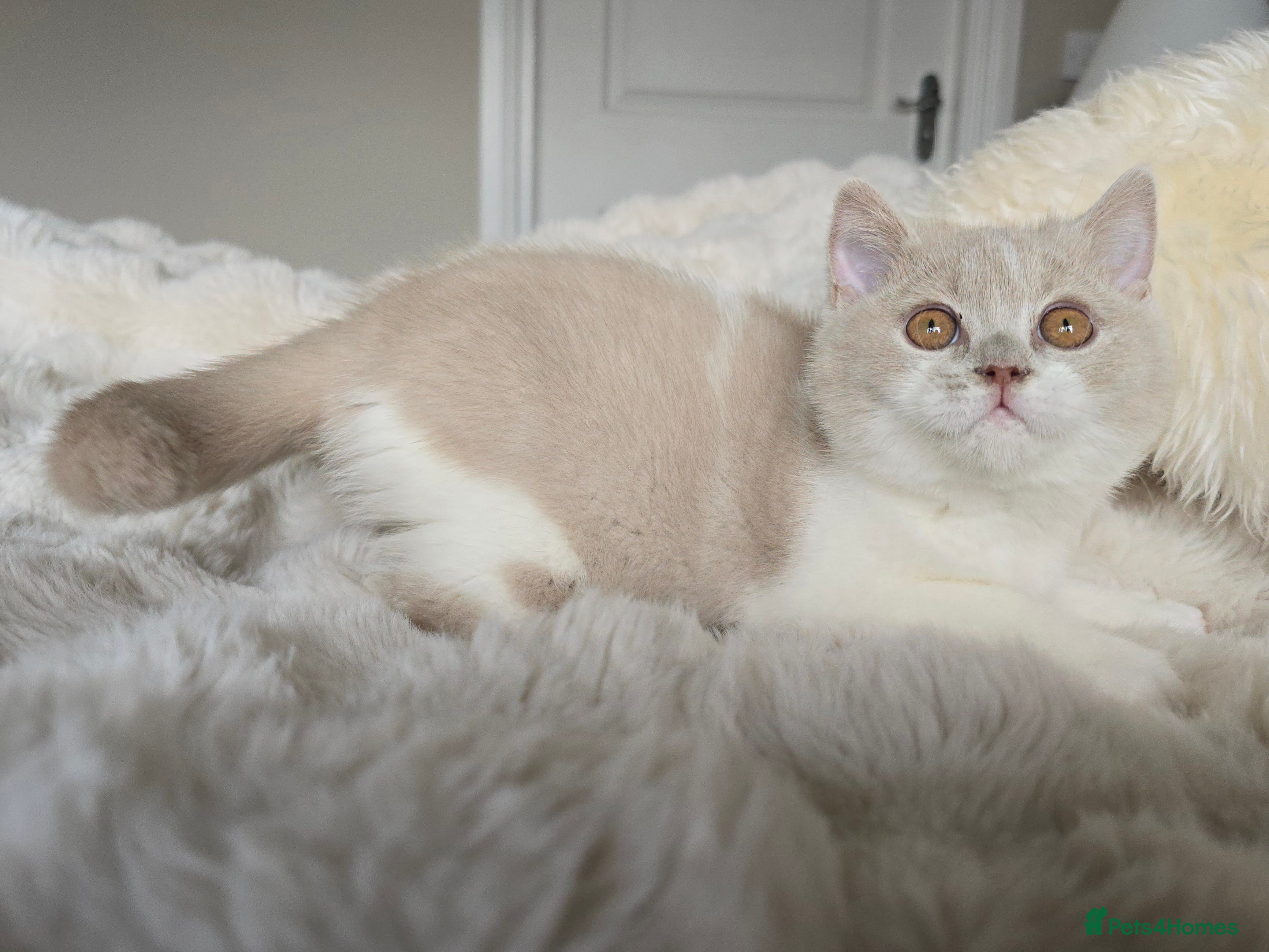 British Shorthair cats Stunning British Shorthair Kittens  - Advert 3