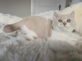 British Shorthair cats Stunning British Shorthair Kittens - Advert 3