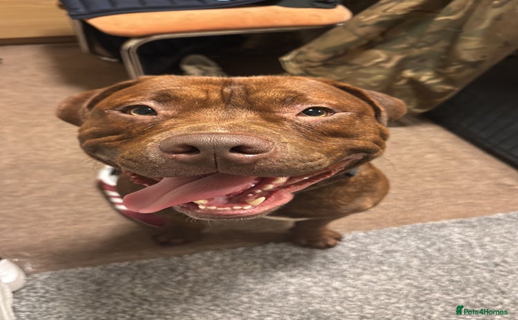 Mixed Breed dogs - Advert 1