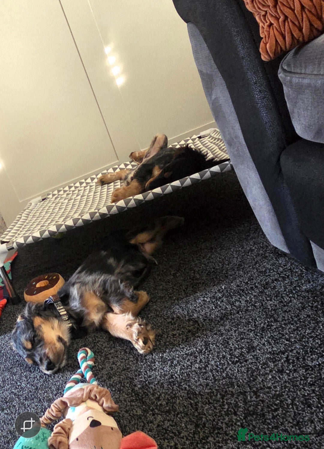 Cocker Spaniel dogs for sale: Brother and sister  in Rotherham - Advert 4
