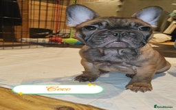 French Bulldog dogs for sale: 🌟 Beautiful French Bulldog Puppies  - Advert 5