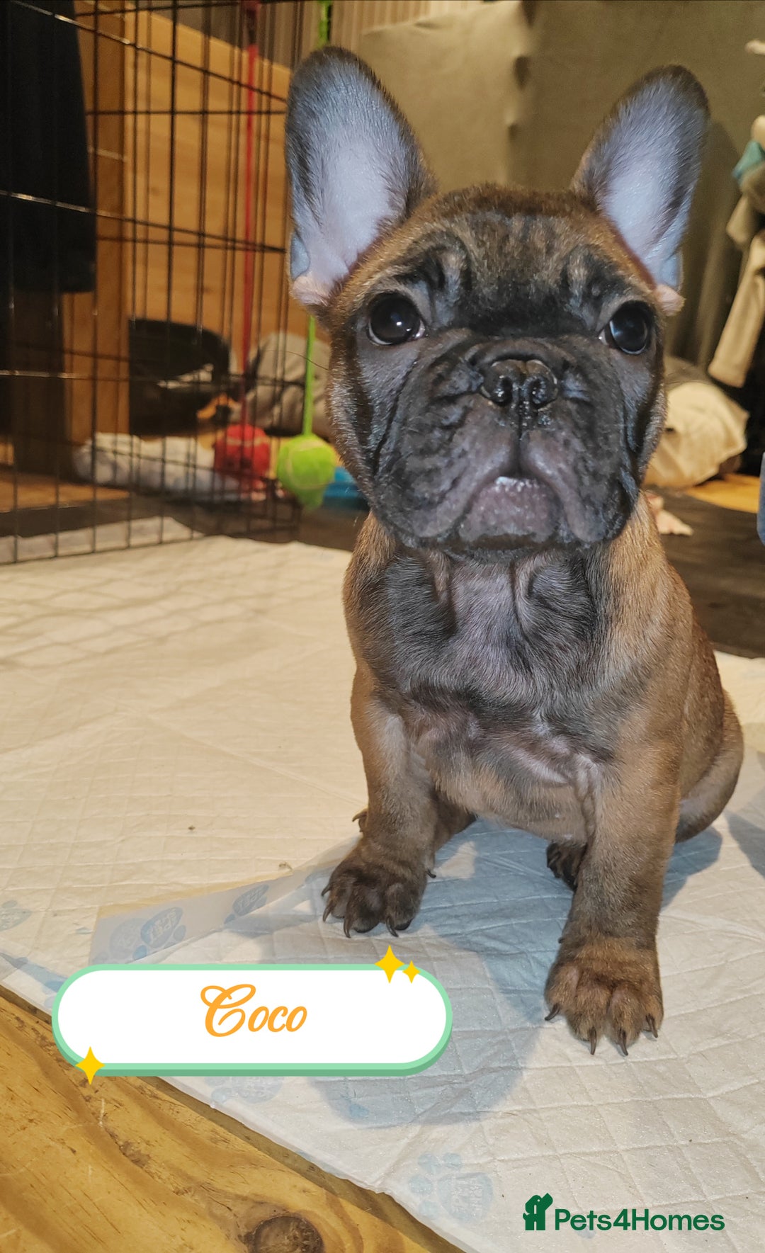 French Bulldog dogs for sale: 🌟 Beautiful French Bulldog Puppies  - Advert 5