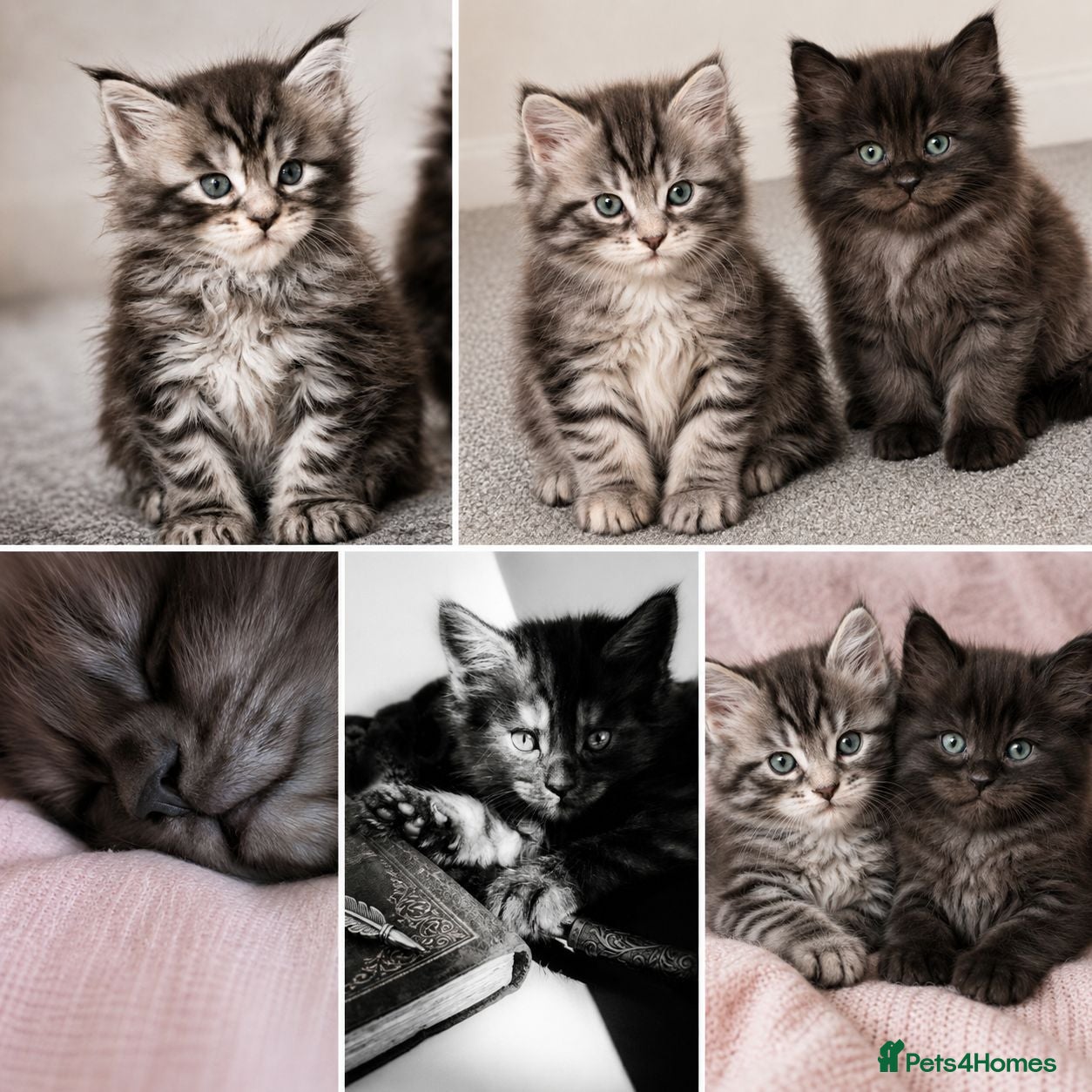 Maine Coon cats 🐾 Stunning Maine Coon Kittens Looking for  - Advert 3