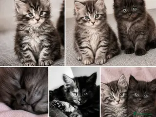Maine Coon cats READY NOW - Advert 5
