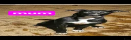 Mixed Breed dogs for sale: Lurcher  puppies  - Advert 10