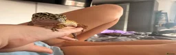 Leopard Gecko reptiles for sale: Female leopard gecko for sale  - Advert 4