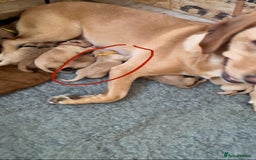 Labrador Retriever dogs for sale: 🐾 Labrador Puppies some with copper colourings 🐾 - Image 29