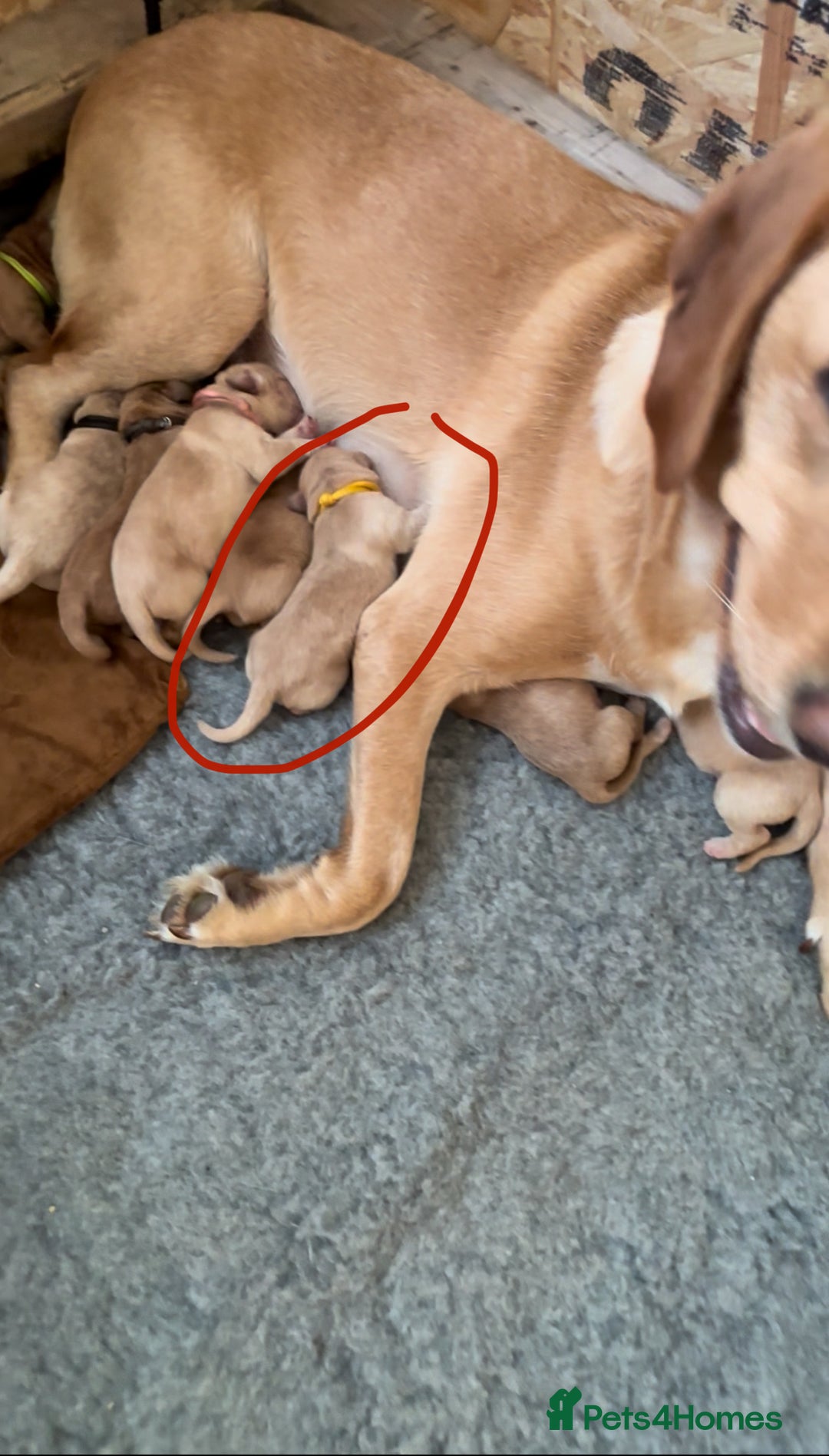 Labrador Retriever dogs for sale: 🐾 Labrador Puppies some with copper colourings 🐾 - Image 29