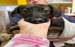 Mixed Breed dogs for adoption: Bubbles - Norwich Norfolk  - Advert 16