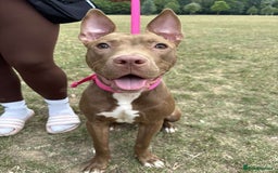Mixed Breed dogs for sale: Dolch the Beauty - Image 4